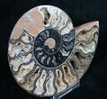 Black Ammonite (Half) - Rare Coloration #9646-1